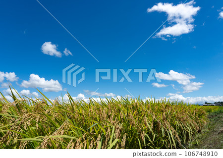 Copy space of rice and blue sky approaching harvest time 106748910