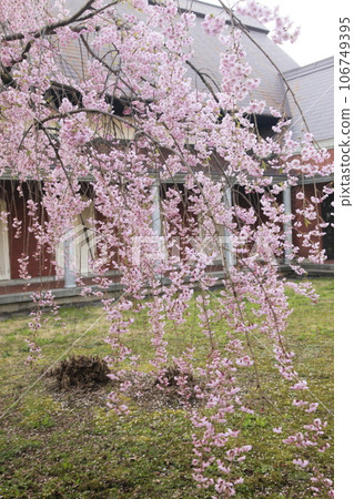 Weeping cherry blossoms in Kakunodate - Michinoku's three major cherry blossom spots Weeping cherry blossoms in Kakunodate - Michinoku's three major cherry blossom spots 106749395