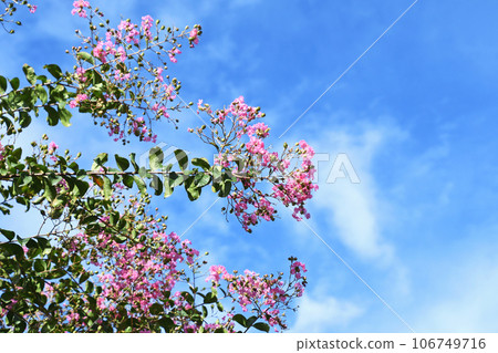 Flower of crape mybs 106749716