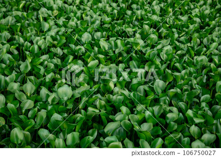 Green water hyacinth in pond Green water hyacinth in pond 106750027
