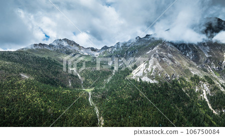 Aerial view of pine trees in beautiful forest landscape 106750084
