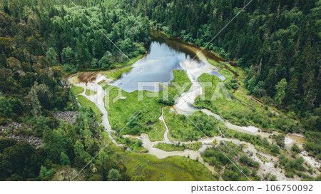 Pine trees in beautiful forest landscape Pine trees in beautiful forest landscape 106750092