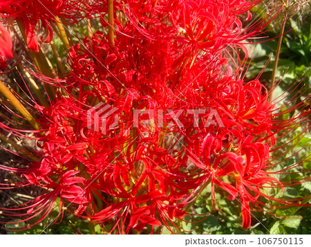 朱紅色簇朱頂蘭 106750115