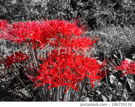 Red spider lily stands out in monochrome 106750116