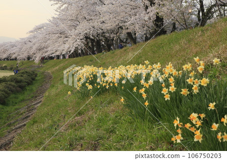Cherry blossom trees and daffodils along the Hinokiuchi River as dusk approaches 106750203