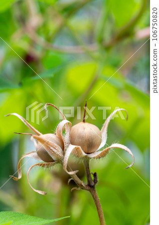 牽牛花子房開花後 106750820
