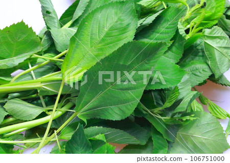 Molokheiya(鮮綠色新鮮健康蔬菜) Molokheiya(鮮綠色新鮮健康蔬菜) 106751000