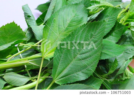 Molokheiya (bright green fresh healthy vegetable) Molokheiya (bright green fresh healthy vegetable) 106751003