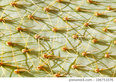 Close-up on the texture of a cactus with needles. 106751076