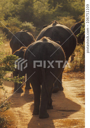 Family of Elephants on the Road During Safari Tour 106751109