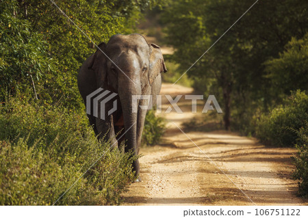 Live Elephant on the Road During Safari Tour. Uda Walawe Sri Lanka 106751122