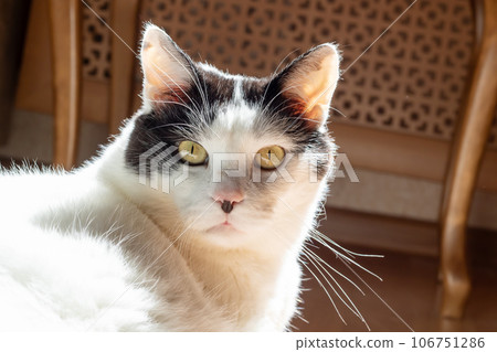 Angry cat in the rays of sunlight Angry cat in the rays of sunlight 106751286
