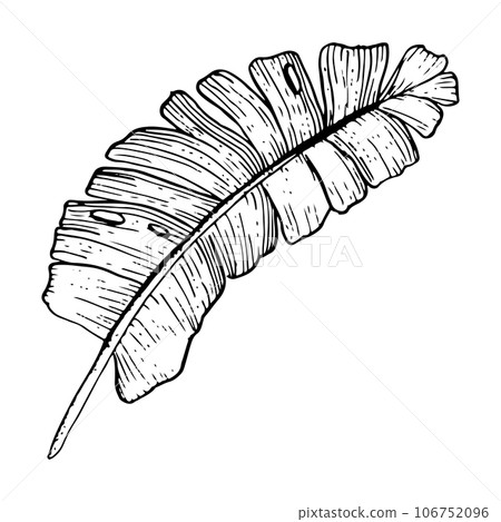 Tropical palm leaf, top view. Hand drawn vector illustration in black and white sketch style. Botanical jungle leaf of banana, bird of paradise plant Tropical palm leaf, top view. Hand drawn vector illustration in black and white sketch style. Botanical jungle leaf of banana, bird of paradise plant 106752096
