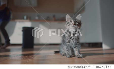 fluffy kitten in the kitchen. pets care at home family concept. cute fluffy gray kitten sits in the kitchen on the floor in the sun looks plays. young cat plays in the house sits on the floor indoors fluffy kitten in the kitchen. pets care at home family concept. cute fluffy gray kitten sits in the kitchen on the floor in the sun looks plays. young cat plays in the house sits on the floor indoors 106752132