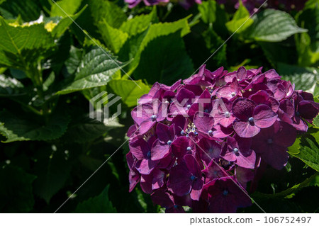 繡球花 106752497