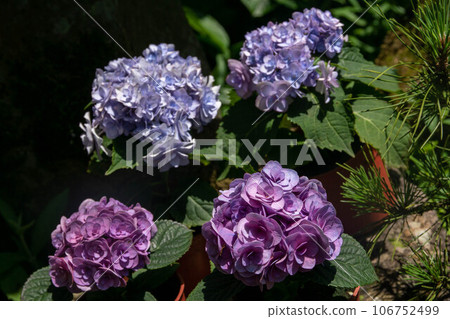 Hydrangea 106752499