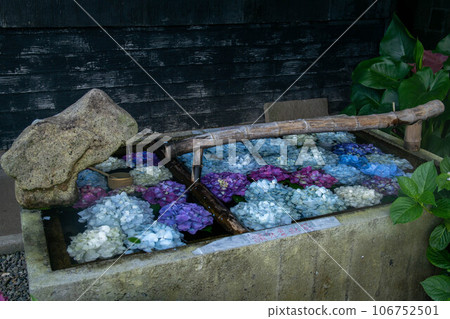 Hydrangea 106752501