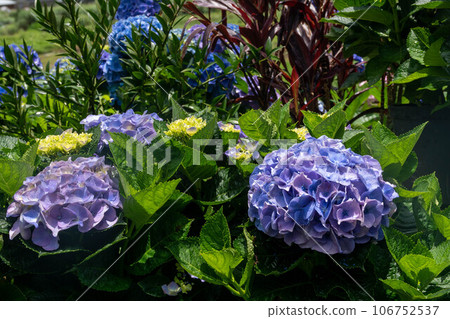 Hydrangea 106752537