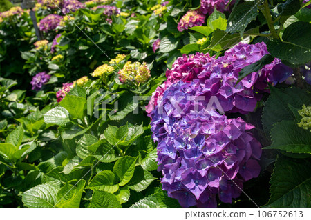 Hydrangea 106752613