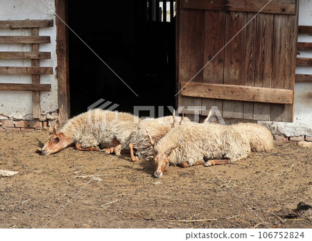 Ratka sheep at Szentendre Open Air Museum, Hungary Ratka sheep at Szentendre Open Air Museum, Hungary 106752824