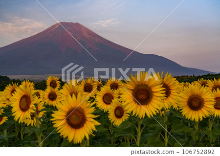 "Yamanashi Prefecture" Mt. Fuji in summer and a sunflower field in full bloom, Hana no Miyako Park 106752892