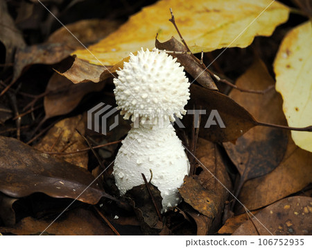 與白鷺的風景 106752935