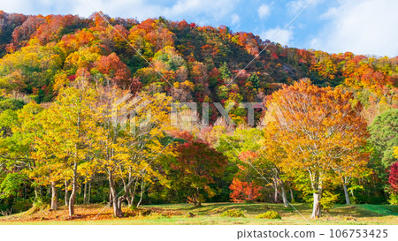 Autumn leaves (at Kijiyama Plateau, Akita Prefecture) 106753425