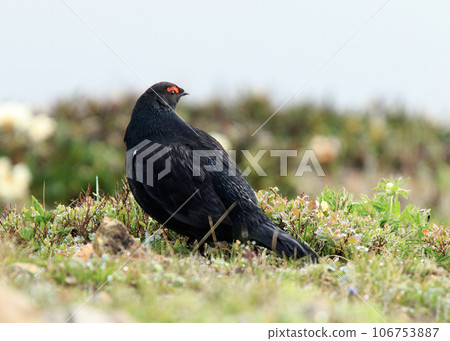 Caucasian Grouse Caucasian Grouse 106753887