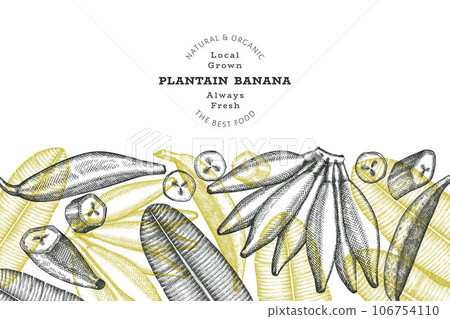 Hand drawn sketch style plantain banner. Organic fresh fruit vector illustration. Retro exotic banana fruit design template Hand drawn sketch style plantain banner. Organic fresh fruit vector illustration. Retro exotic banana fruit design template 106754110