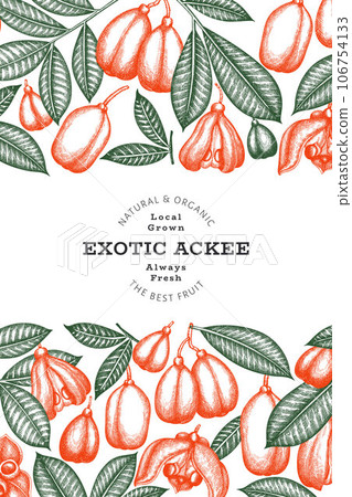 Hand drawn sketch style ackee banner. Organic fresh food vector illustration. Retro exotic fruit design template. Engraved style botanical background. Hand drawn sketch style ackee banner. Organic fresh food vector illustration. Retro exotic fruit design template. Engraved style botanical background. 106754133
