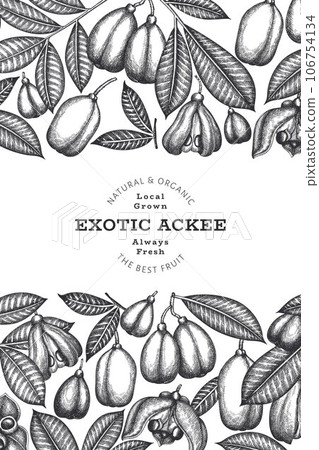 Hand drawn sketch style ackee banner. Organic fresh food vector illustration. Retro exotic fruit design template. Engraved style botanical background. Hand drawn sketch style ackee banner. Organic fresh food vector illustration. Retro exotic fruit design template. Engraved style botanical background. 106754134