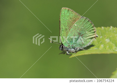 Green Hairstreak 106754224
