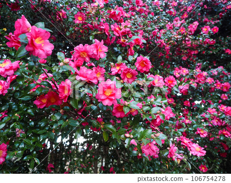 Landscape with Sasanqua 106754278