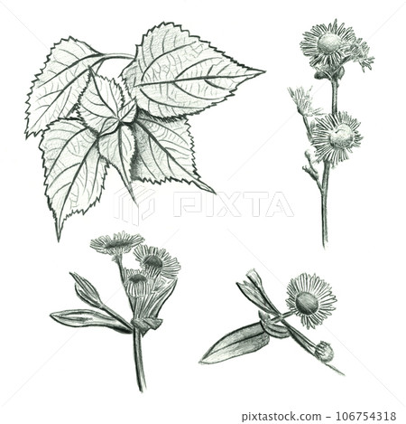 花草圖,用鉛筆繪製的插圖 花草圖,用鉛筆繪製的插圖 106754318