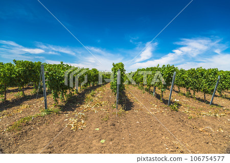 Rows of green vines in a vineyard in rural Moldova 106754577