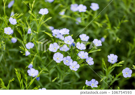 Flax blooms. Green flax field in summer Sunny day. Agriculture, the cultivation of flax.  106754593