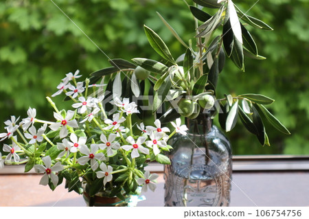 Display olives and periwinkles on the windowsill 106754756