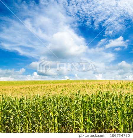 Green field of corn and blue sky 106754780