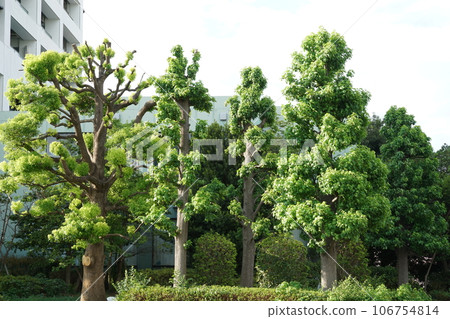 Trimmed trees (pruned) Trimmed trees (pruned) 106754814