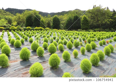 Landscape with Kokia 106754941