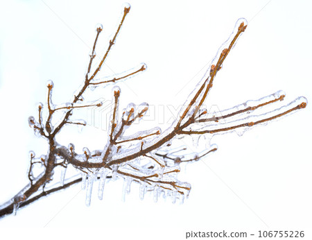 Frosted branches of a tree, covered with ice and icicles on white background Frosted branches of a tree, covered with ice and icicles on white background 106755226