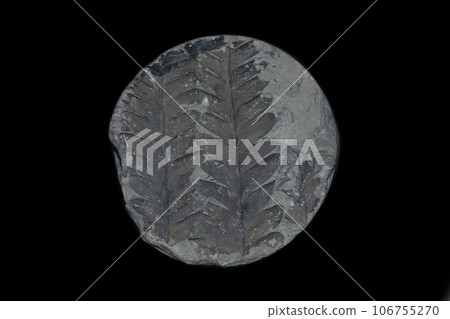 ancient imprint of a plant on a stone ancient imprint of a plant on a stone 106755270