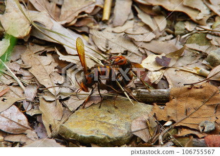 Wasps mating 106755567