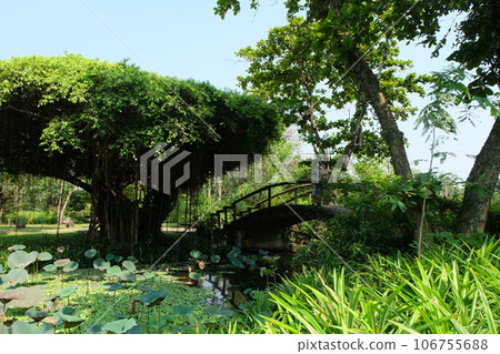 Ficus benjamina Canal Wooden Bridge Green Garden Two People Ficus benjamina Canal Wooden Bridge Green Garden Two People 106755688
