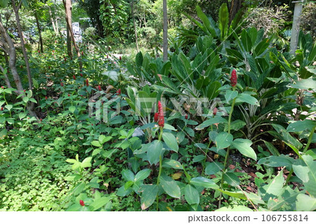 Red Crepe Ginger in Green Garden Red Crepe Ginger in Green Garden 106755814