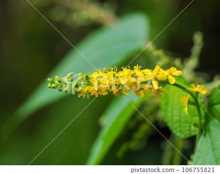 仙鶴草黃花 仙鶴草黃花 106755821