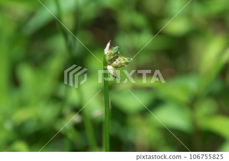 Hunterfly 106755825