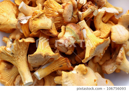 Golden chanterelle - a tasty edible mushroom 106756093