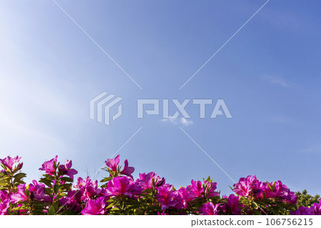 初夏,杜鵑花和清爽的藍天景色 初夏,杜鵑花和清爽的藍天景色 106756215