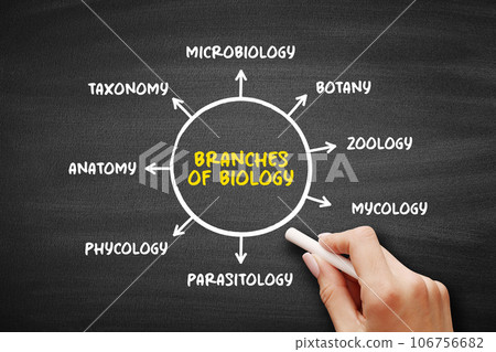Branches of biology mind map text concept for presentations and reports Branches of biology mind map text concept for presentations and reports 106756682